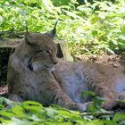 Luchs in der Mittagspause