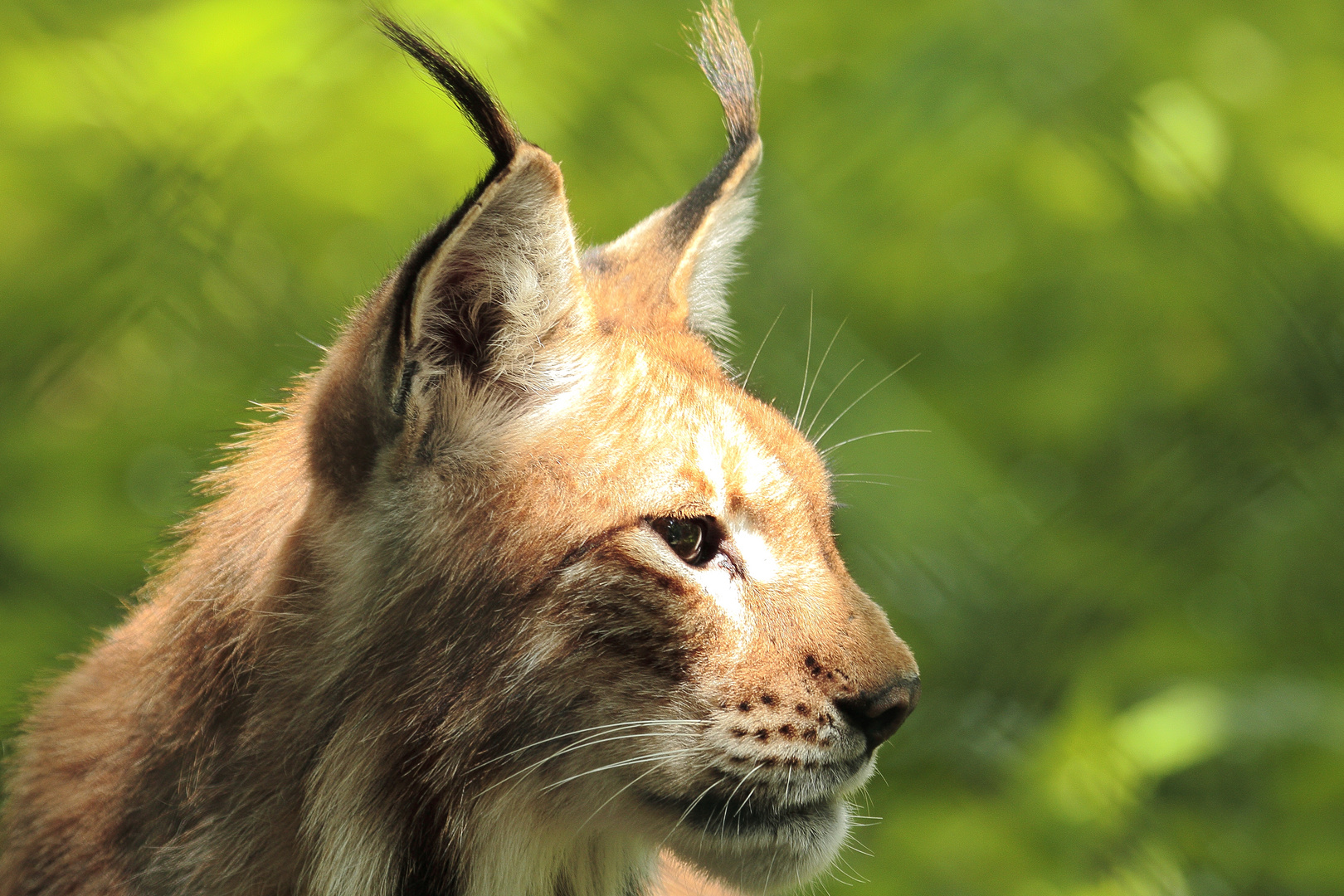 Luchs in der Nachmittagssonne