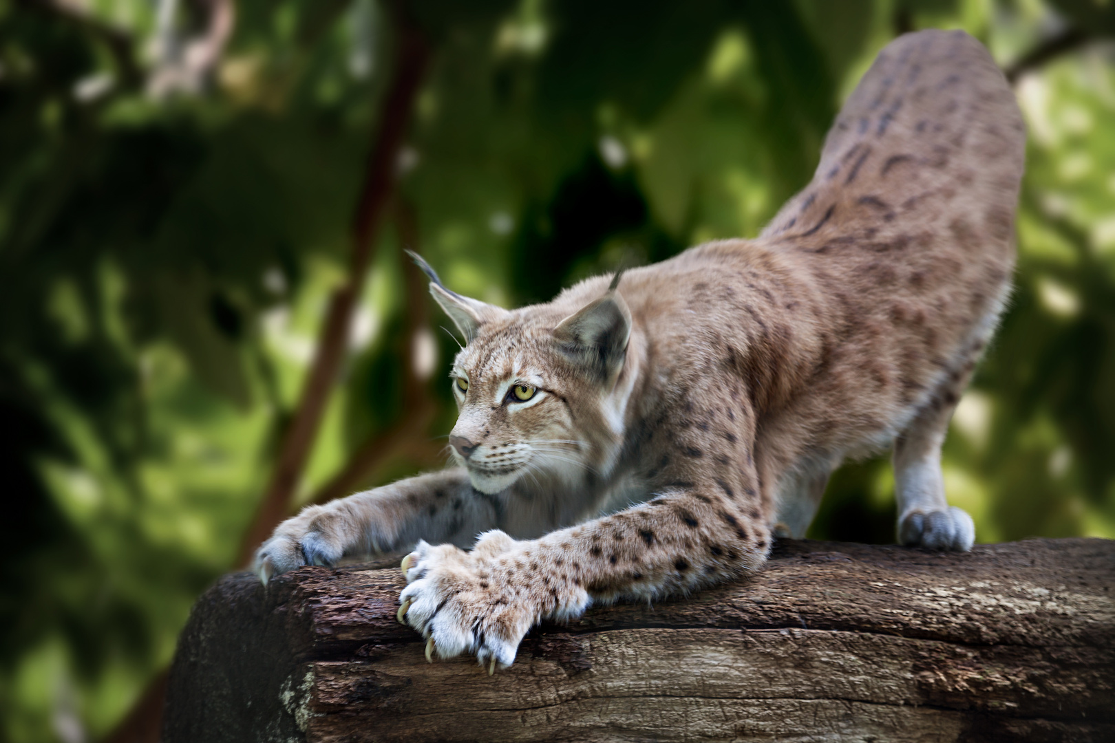 Luchs in der Sababurg