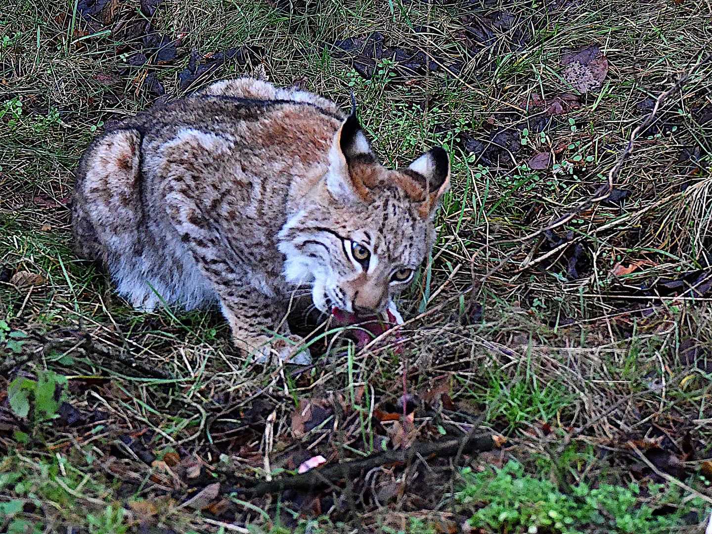 Luchs in der Schorfheide