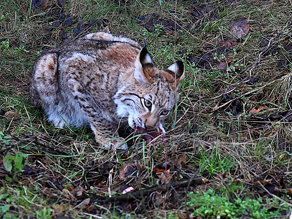 Luchs in der Schorfheide