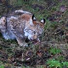 Luchs in der Schorfheide