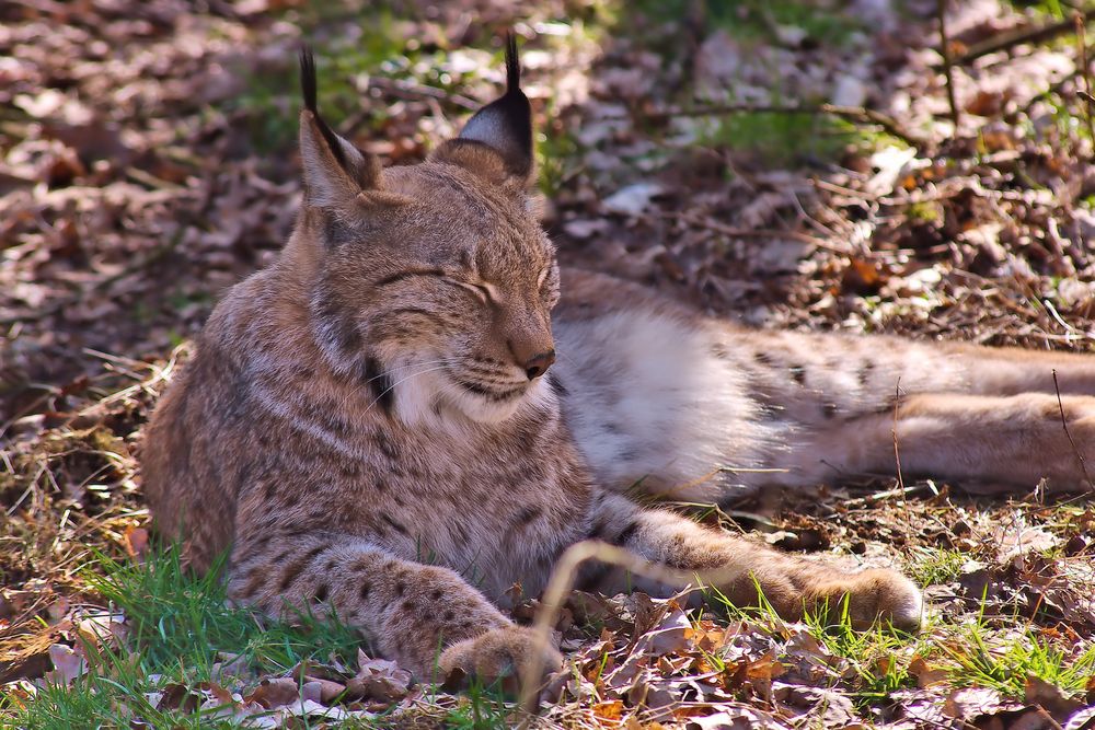 Luchs in der Sonne