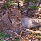 Luchs in der Sonne