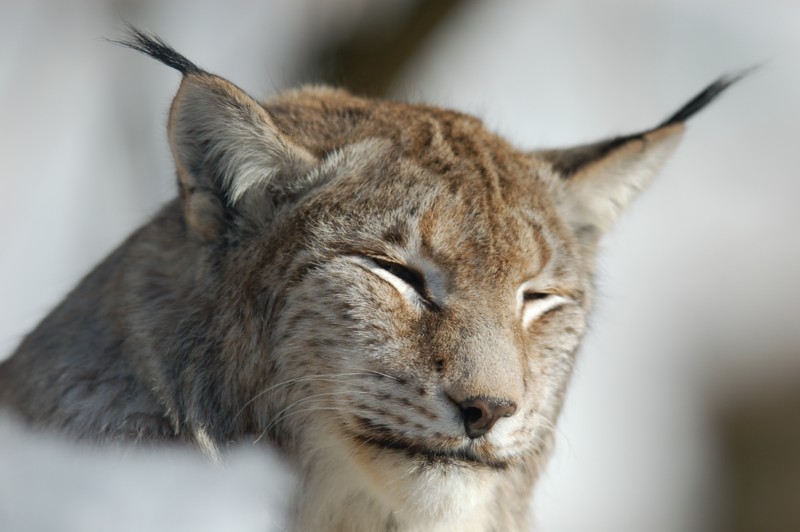 Luchs in der Sonne, Nationalpark Bayer. Wald (captive)