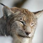 Luchs in der Sonne, Nationalpark Bayer. Wald (captive)