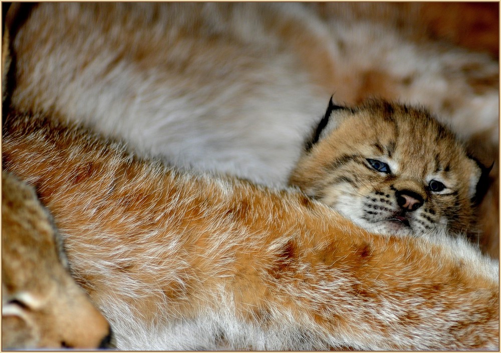 Luchs in der Wurfkiste