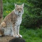 Luchs in GaiaZoo Kerkrade