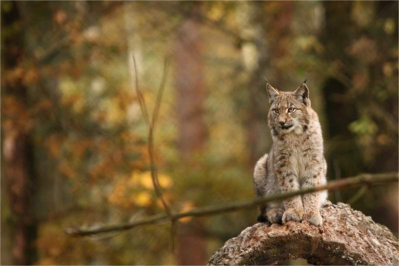 Luchs in Herbststimmung