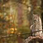 Luchs in Herbststimmung