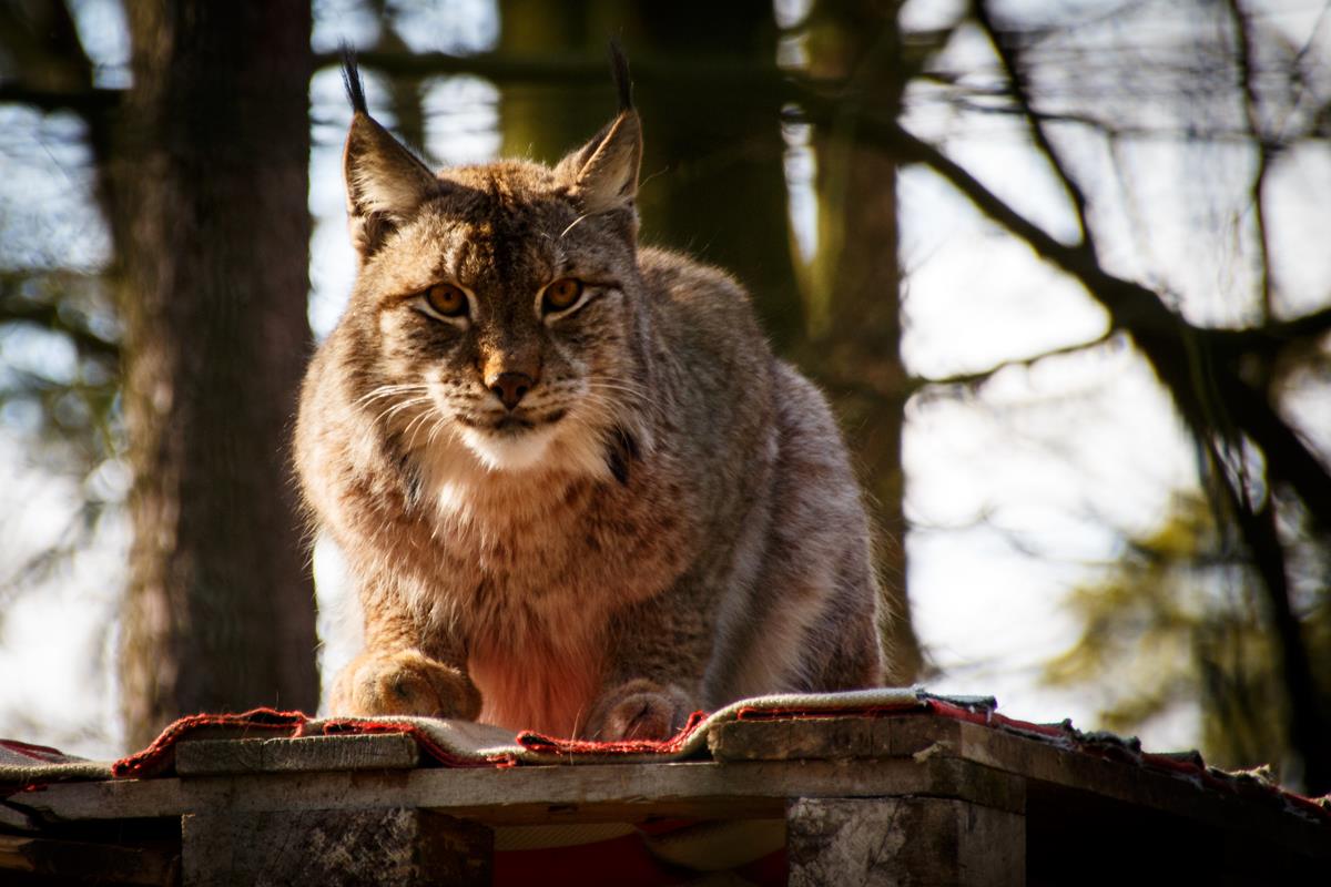 Luchs in Lauerstellung