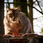 Luchs in Lauerstellung