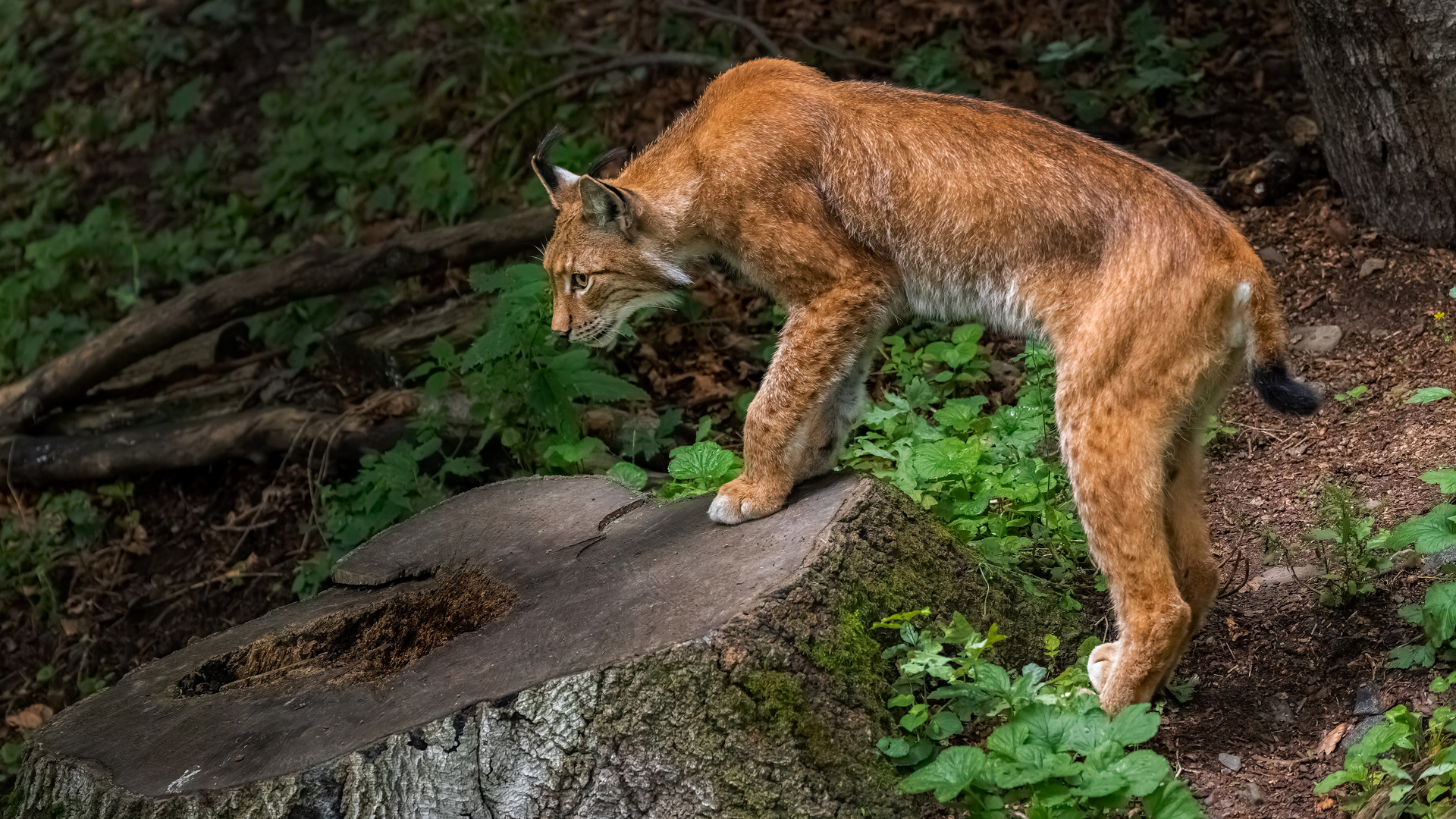 Luchs in Lauerstellung