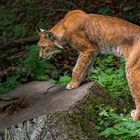 Luchs in Lauerstellung