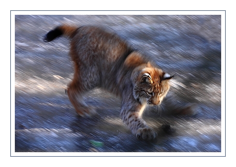 Luchs in Motion