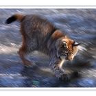 Luchs in Motion