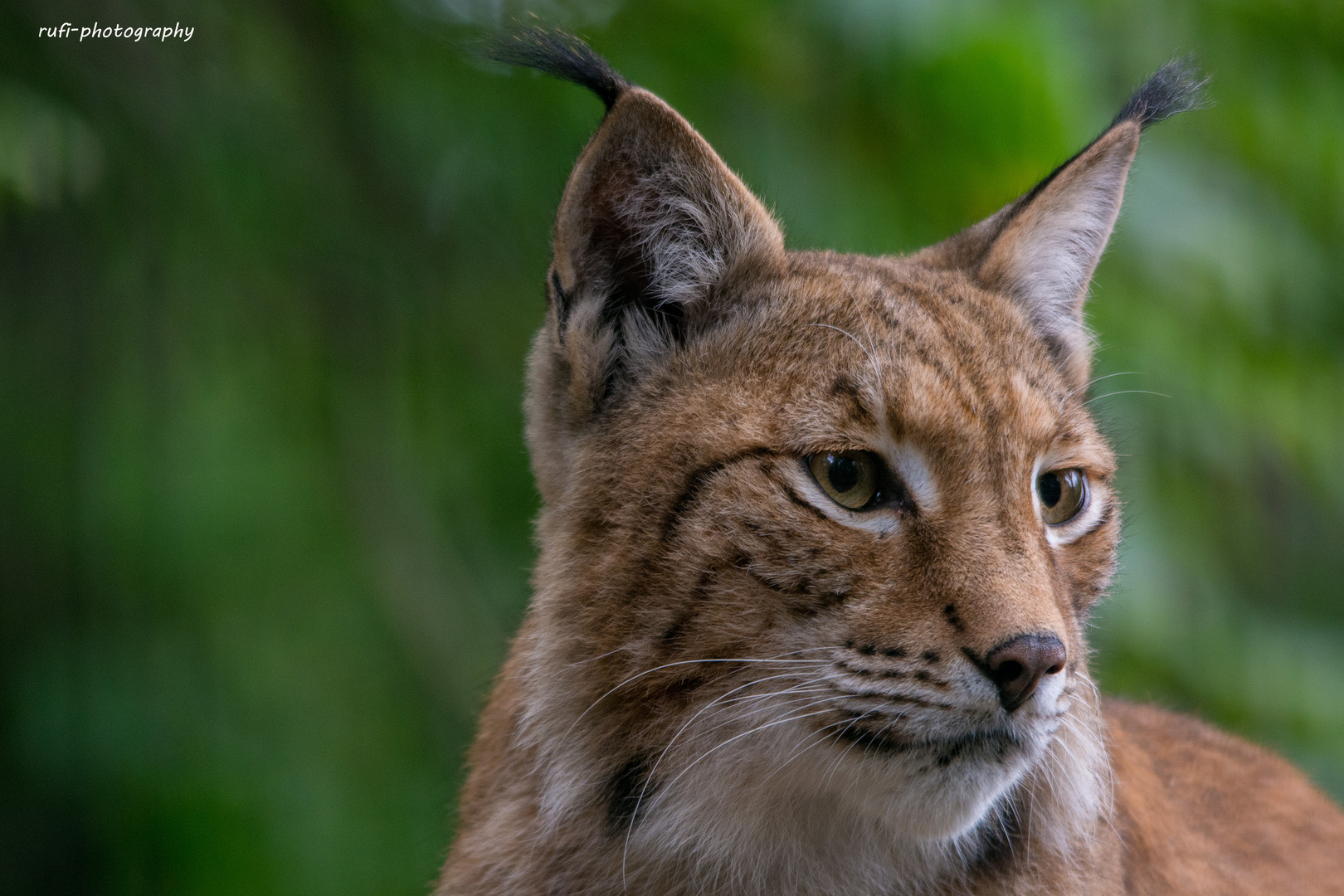 Luchs in Nürnberg