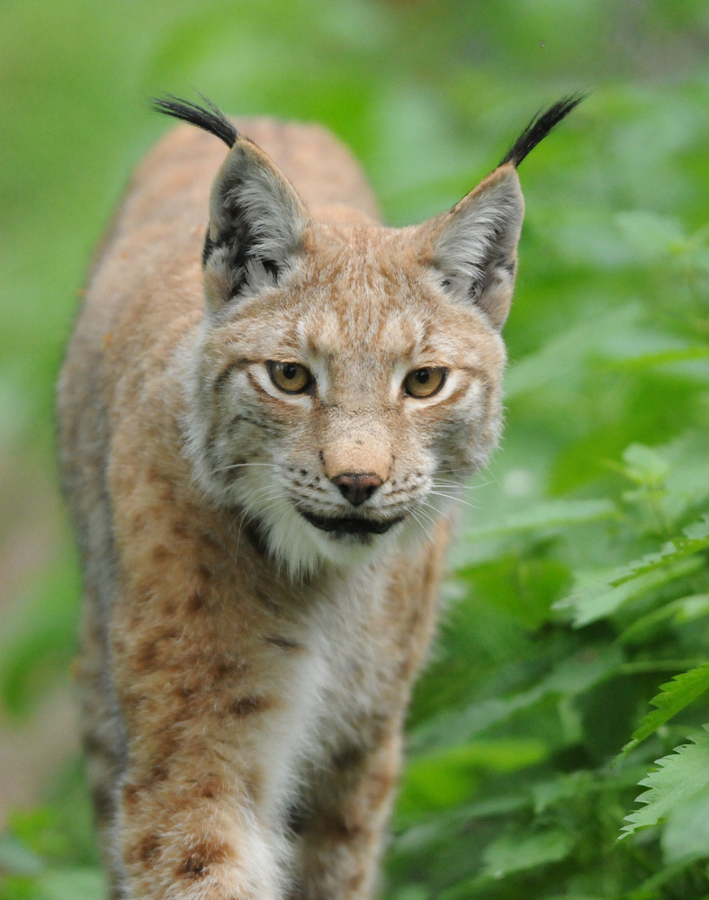 Luchs in Poing