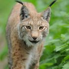 Luchs in Poing