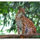 Luchs In Pose ....