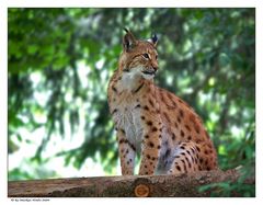 Luchs In Pose ....