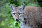 Luchs in Sicht von Yvonne S. 