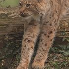 Luchs in Tierpark Goldau No. 1