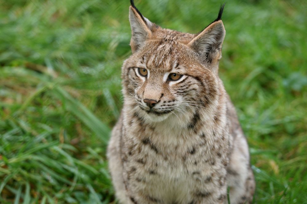 Luchs ist aufmerksam