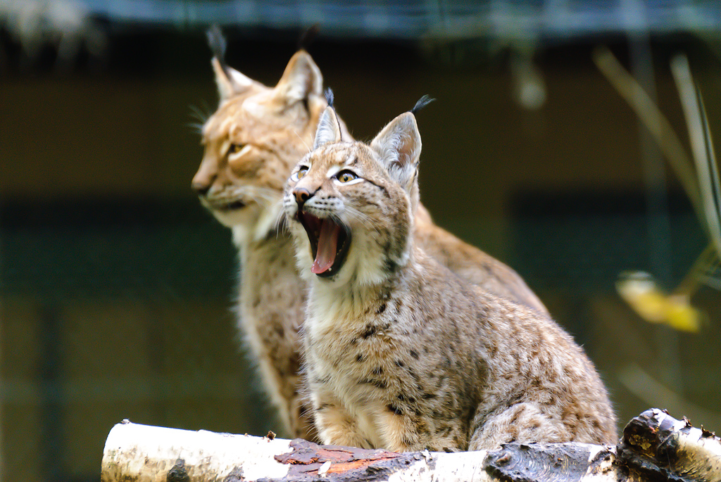 Luchs ist Müde :)