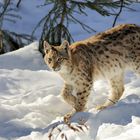 Luchs-Junges im Tiefschnee - Nationalpark Bayerischer Wald