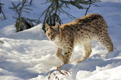 Luchs-Junges im Tiefschnee - Nationalpark Bayerischer Wald