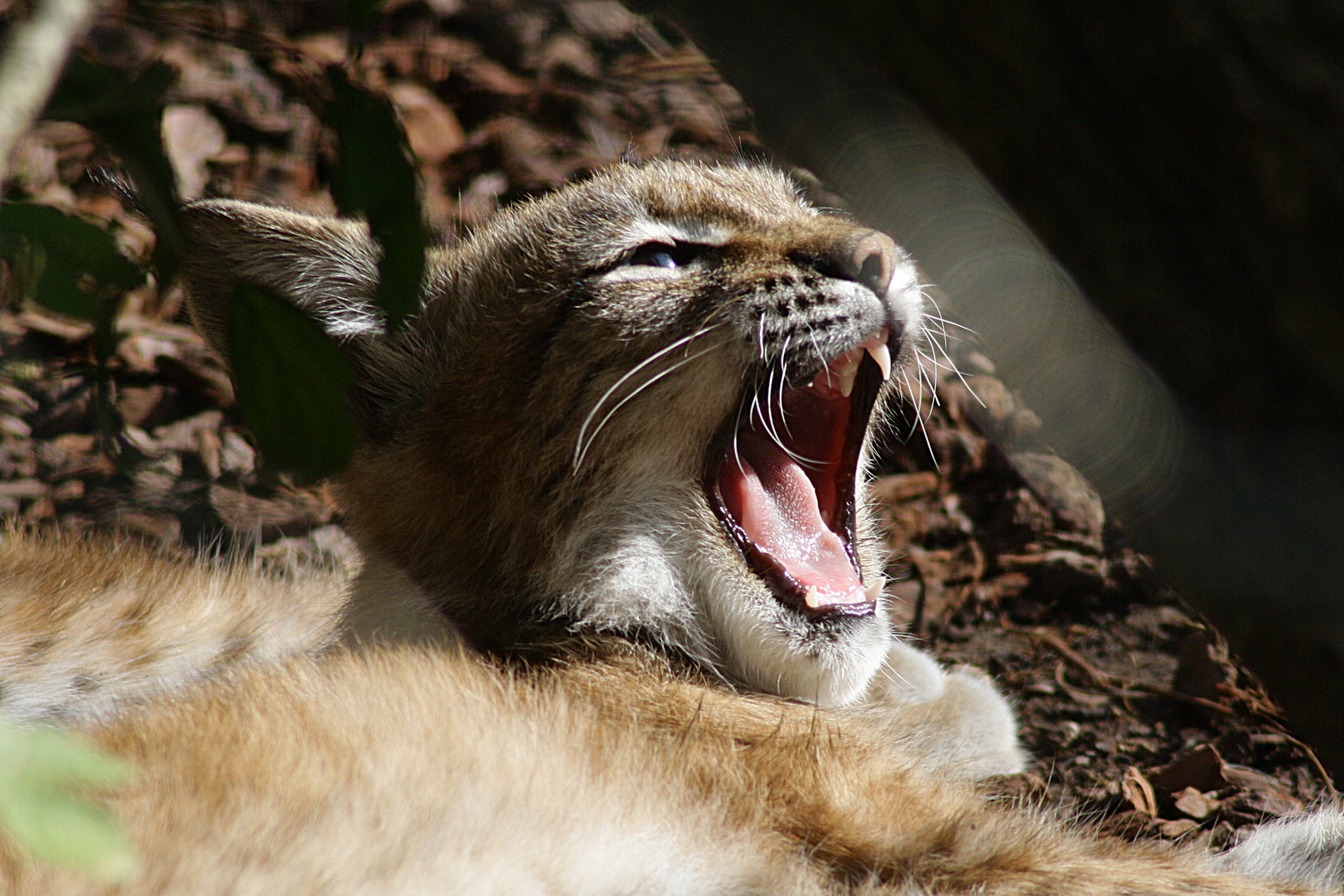 Luchs Junges Tierpark Hellabrunn