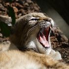 Luchs Junges Tierpark Hellabrunn