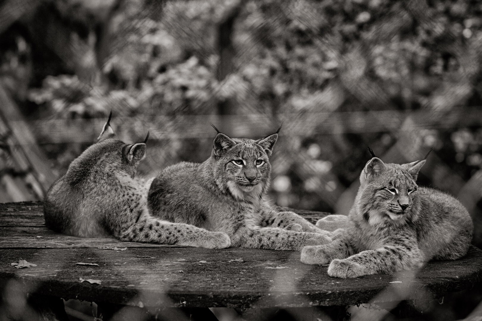 Luchs Jungspund