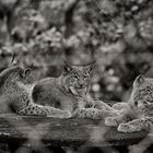 Luchs Jungspund