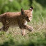 luchs jungtier 1