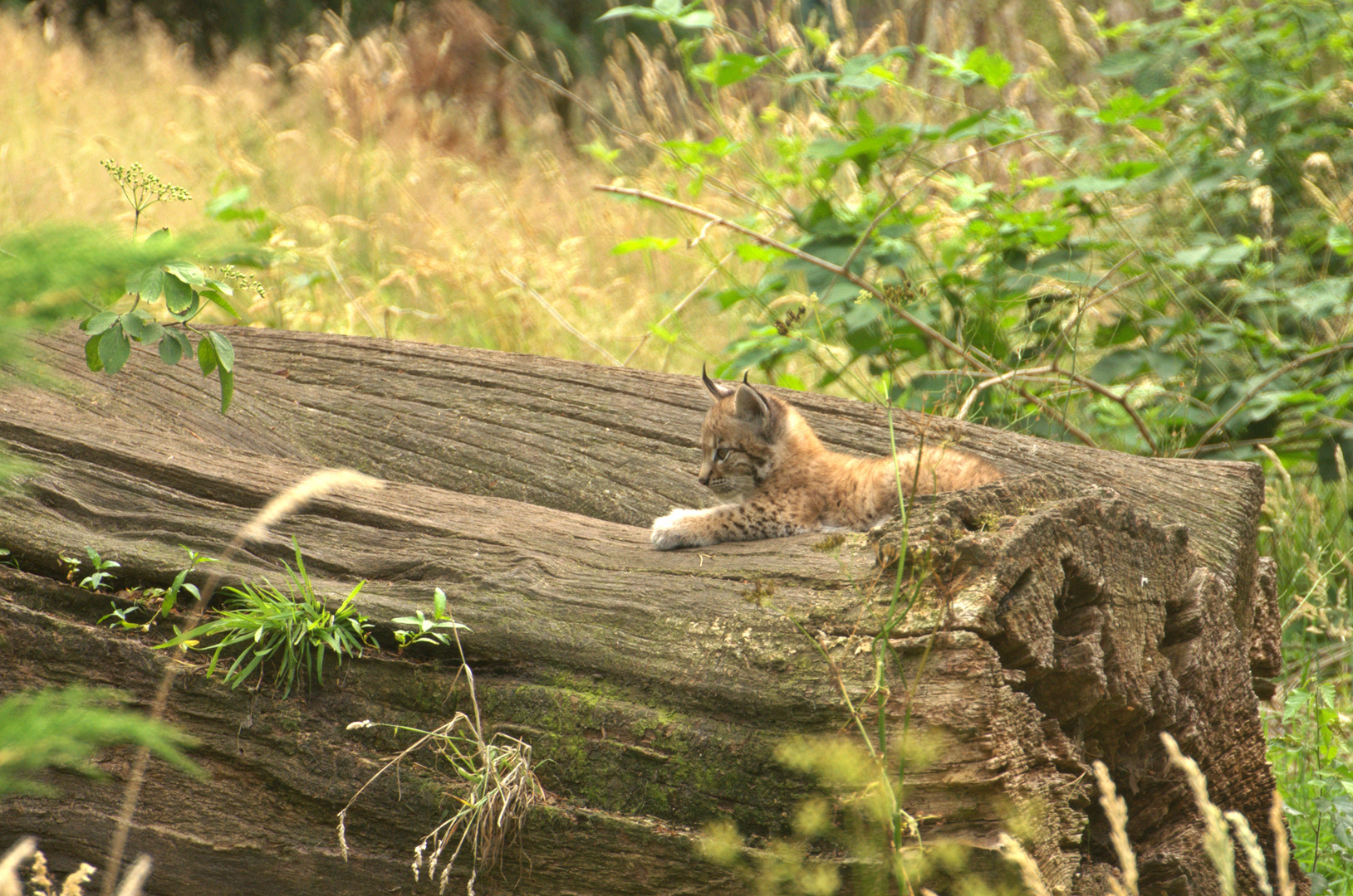 Luchs Jungtier