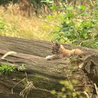 Luchs Jungtier