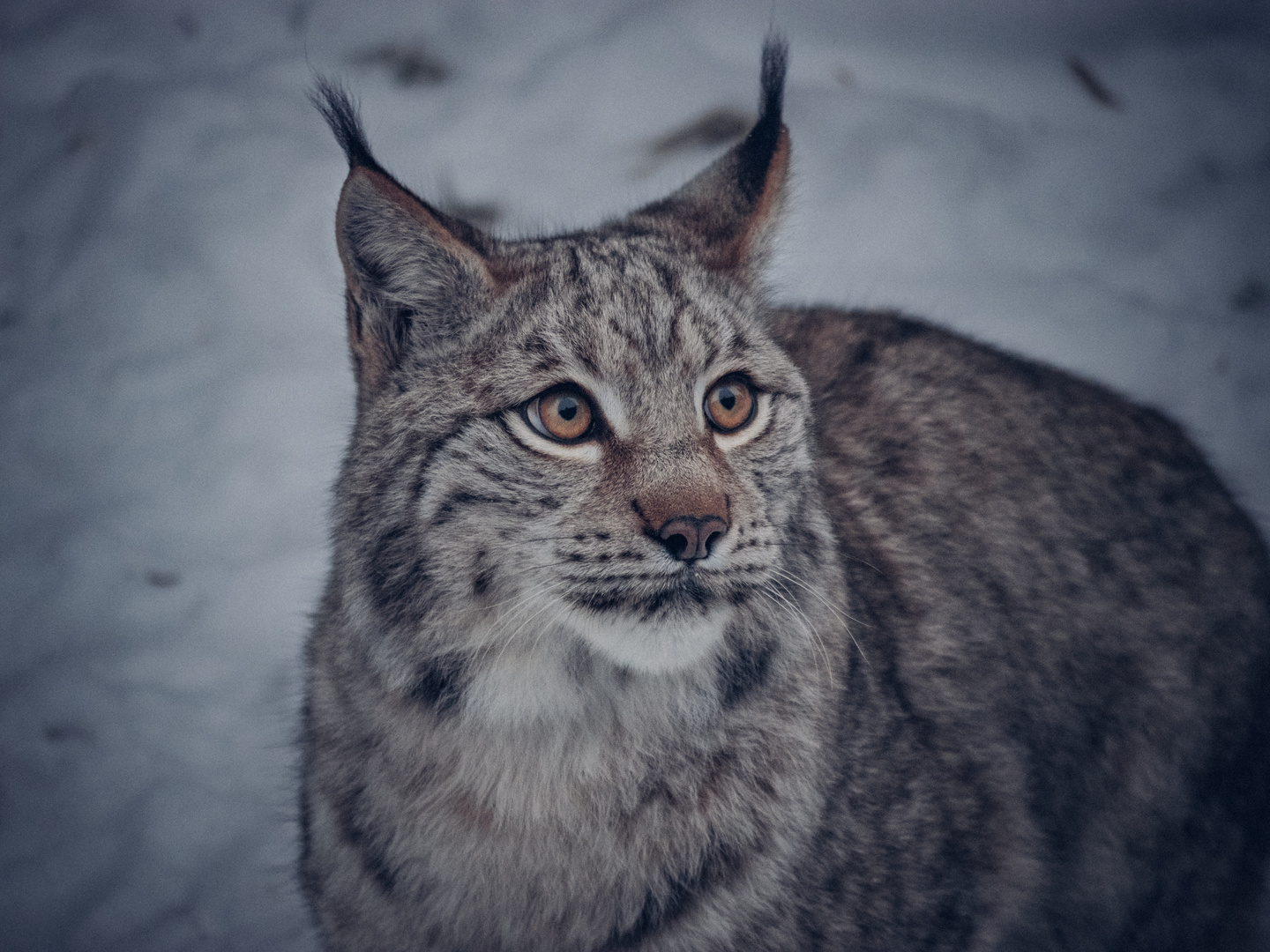 Luchs Jungtier im Winterkleid