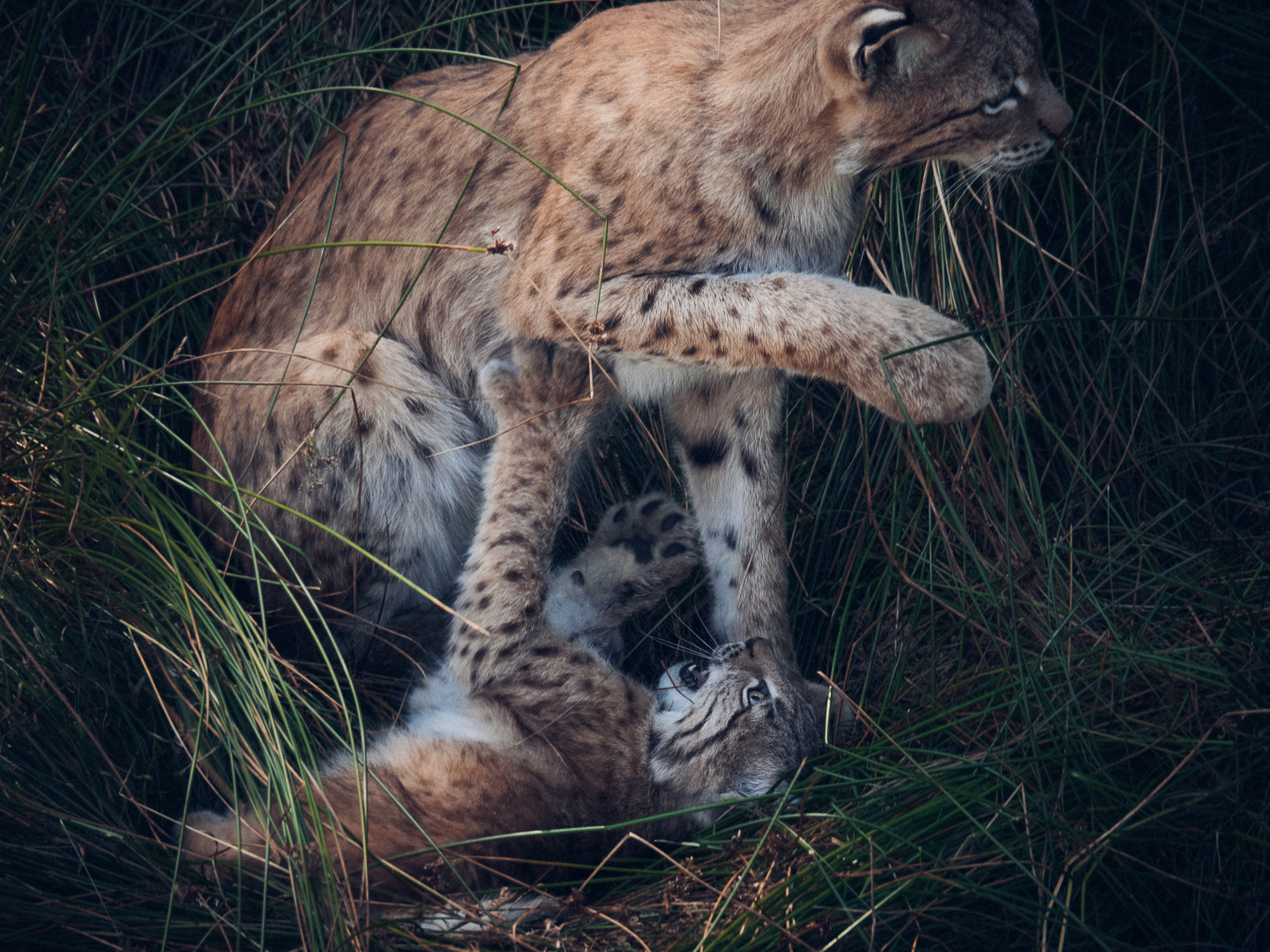 Luchs Jungtier mit seiner Mutter