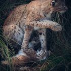 Luchs Jungtier mit seiner Mutter