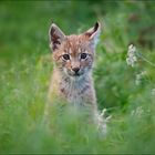 luchs jungtier3