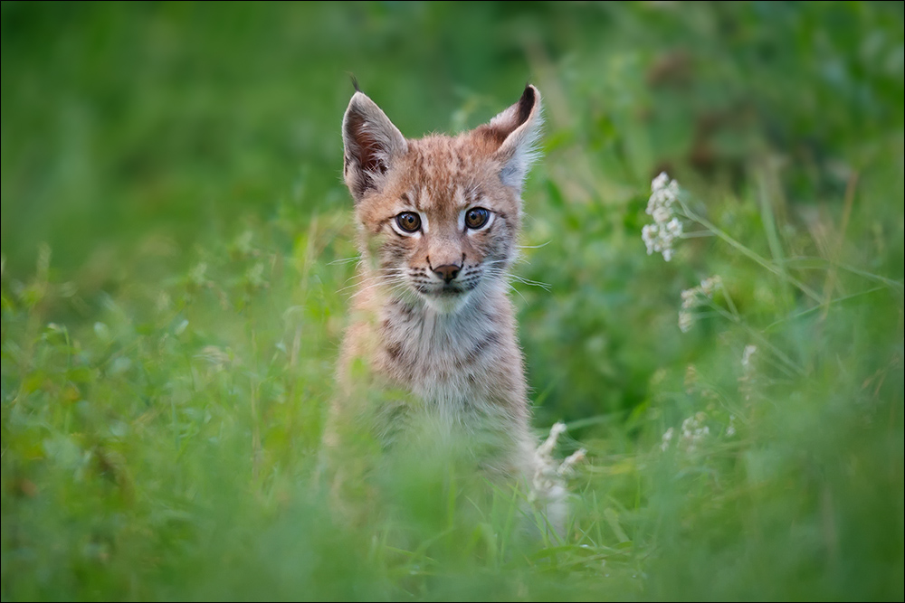 luchs jungtier3