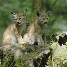 Luchs Jungtiere