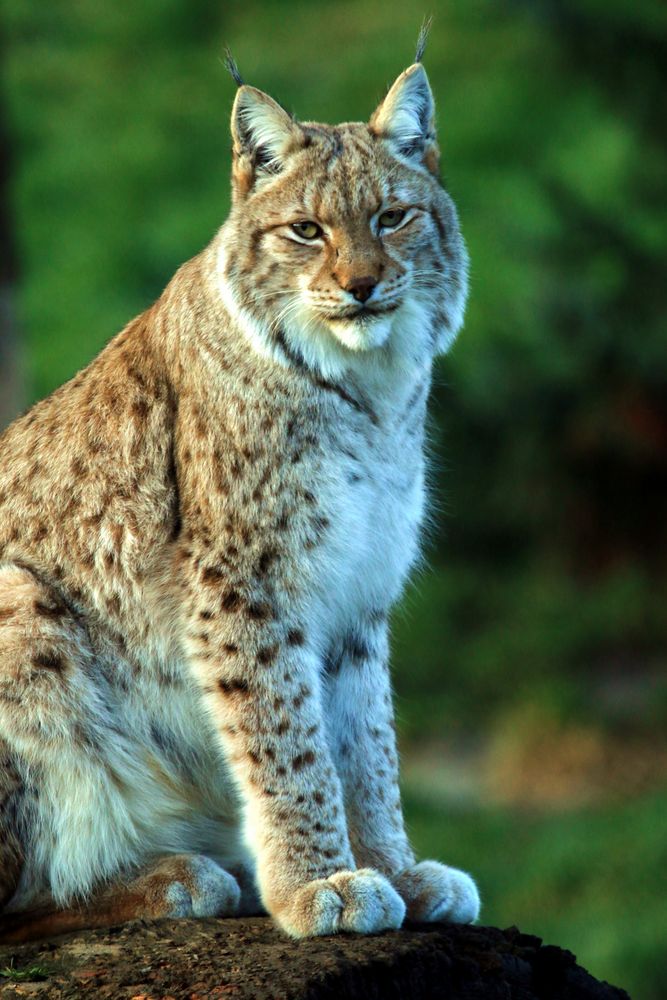 Luchs Kater