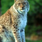 Luchs Kater