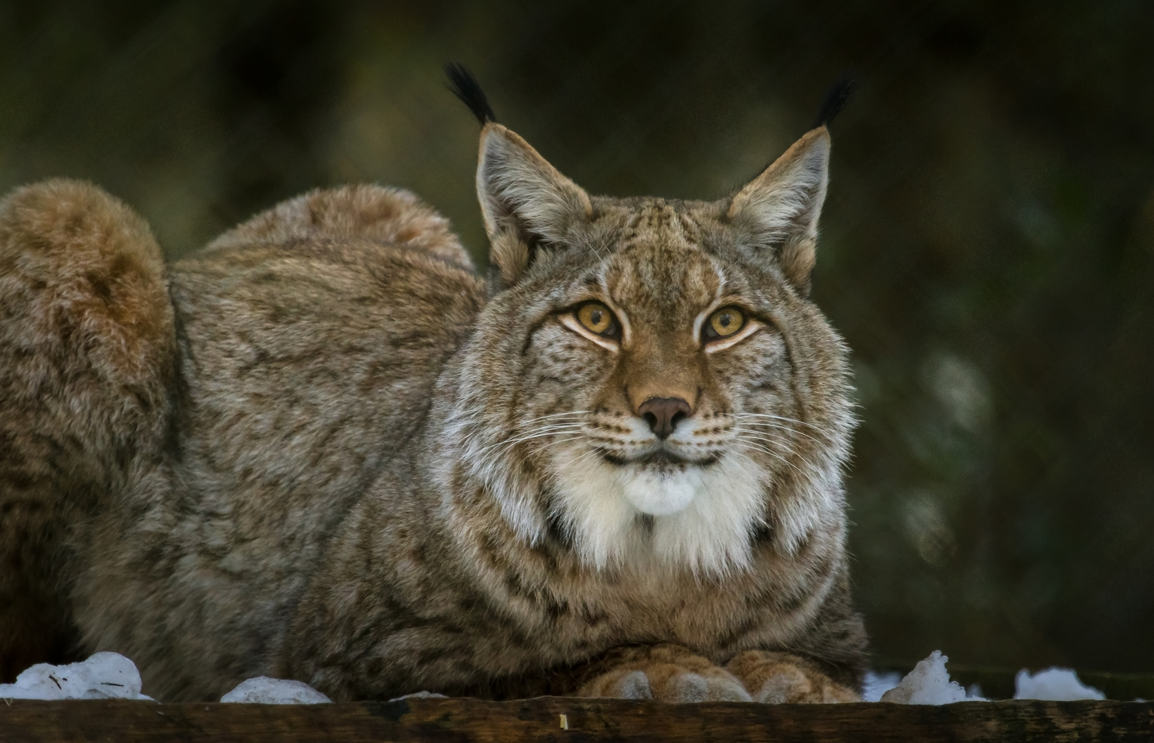 Luchs-kater