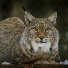 Luchs-kater