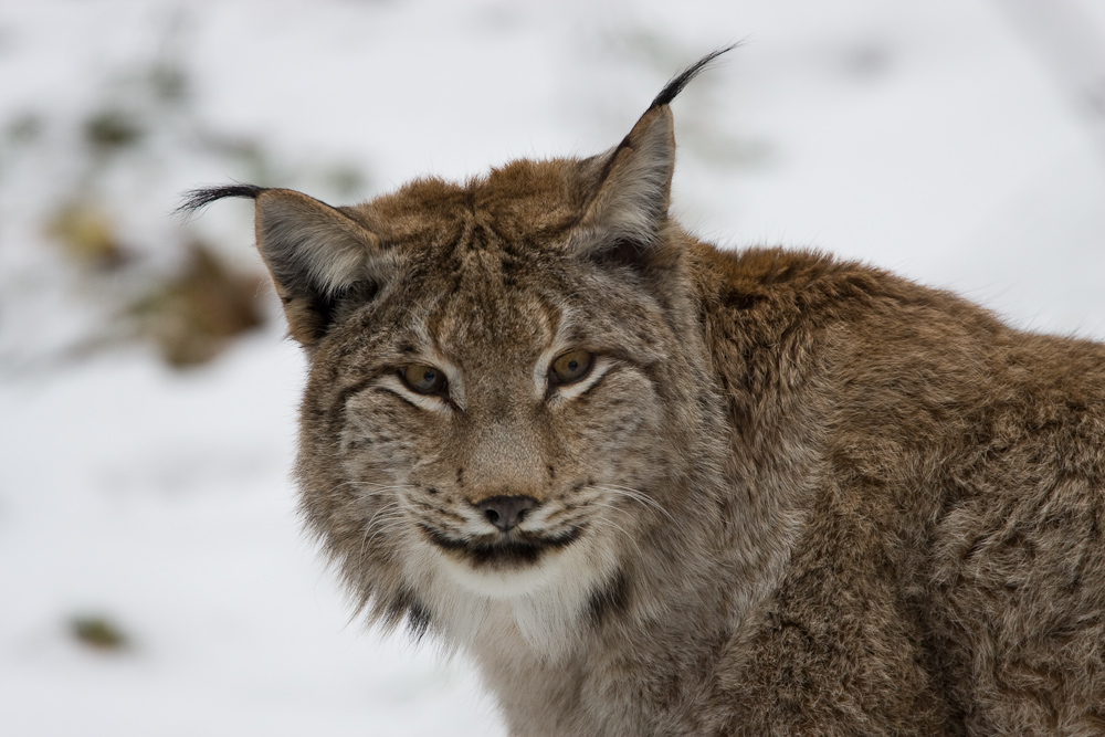 Luchs Kater