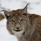 Luchs Kater